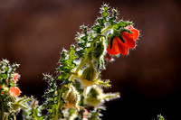 Desert Flower