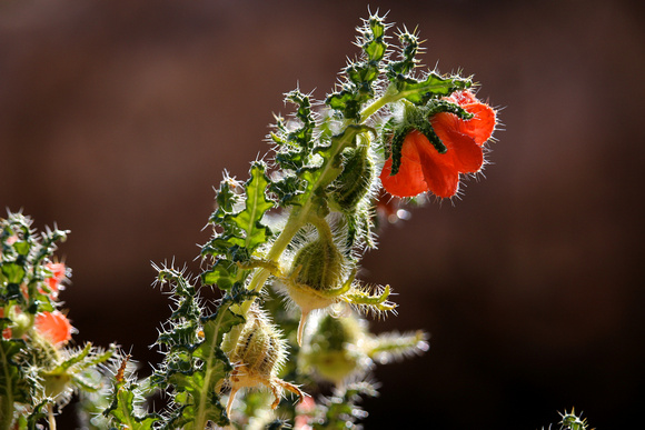 Desert Flower