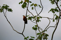 Black-collared Hawk