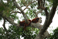 Howler Monkeys