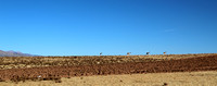 Vicunas on the high plateau