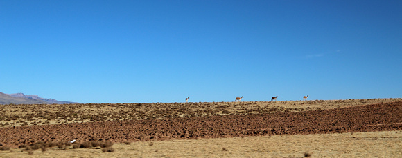 Vicunas on the high plateau