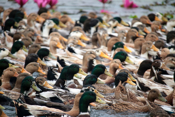 A paddling of ducks, Kerala