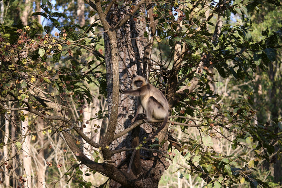 Hanuman, Wayanad, Kerala