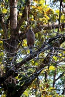 Serpent Eagle, Wayanad, Kerala