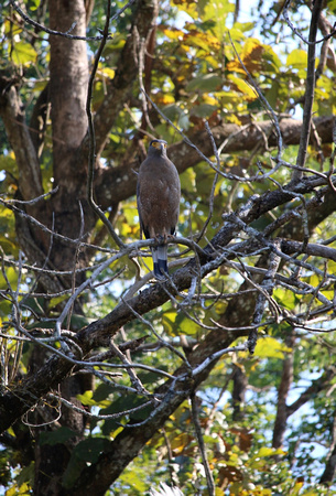 Serpent Eagle, Wayanad, Kerala