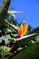 Bird of paradise, the Nilgiris, Tamil Nadu