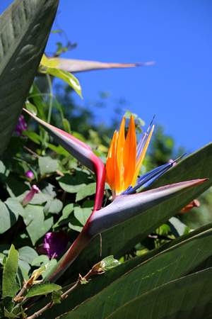 Bird of paradise, the Nilgiris, Tamil Nadu