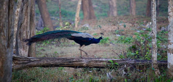 Peacock 2, Wayanad, Kerala