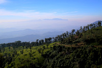 Tea plantation in the Nilgiris, Tamil Nadu