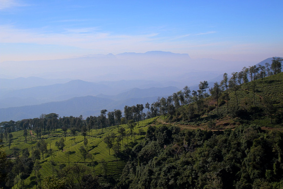 Tea plantation in the Nilgiris, Tamil Nadu