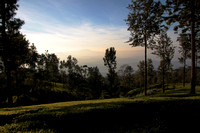 Mountain sunrise, the Nilgiris, Tamil Nadu