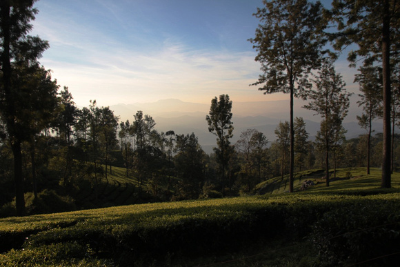 Mountain sunrise, the Nilgiris, Tamil Nadu