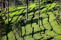 Rows of tea, the Nilgiris, Tamil Nadu