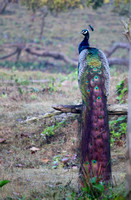 Peacock, Wayanad, Kerala