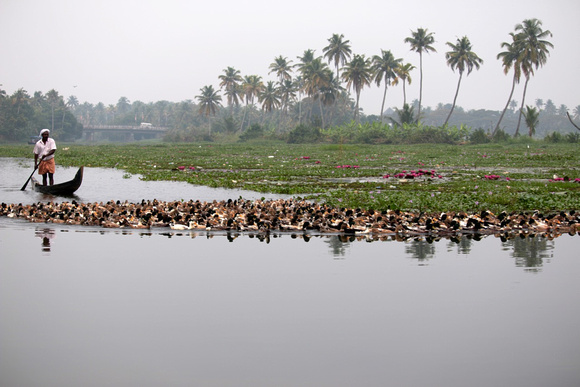 Herding ducks, Kerala