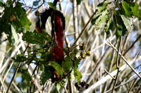 Malabar squirrel, Wayanad, Kerala