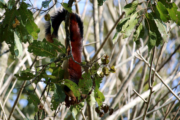 Malabar squirrel, Wayanad, Kerala