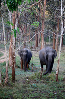 Female elephants, Nagarahole National Park, Kerala