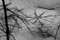 Frozen pond, Central Park, NYC