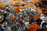 Lichen