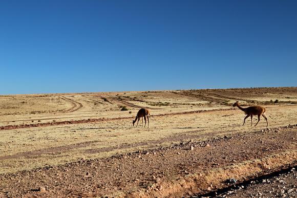 Vicunas