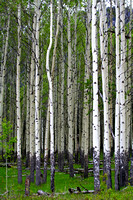 Birch Grove