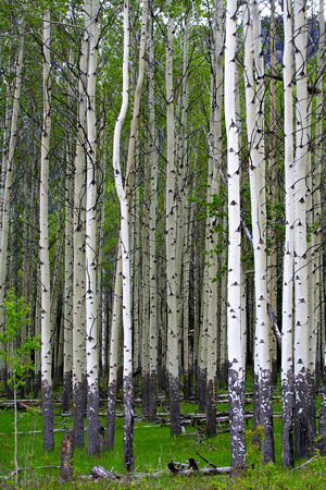 Birch Grove