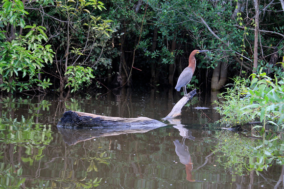 Bird in the Pampas