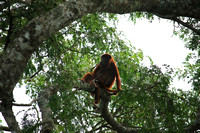 Howler Monkey