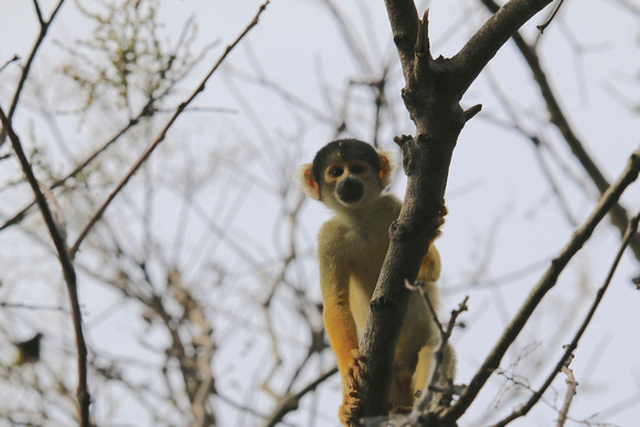 Squirrel Monkey