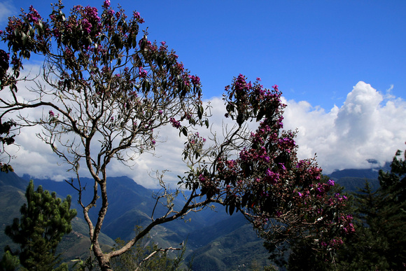 Flowers in Coroico