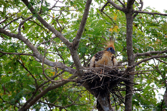 Nesting Hoatzin