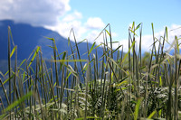 Grass in the Yungas