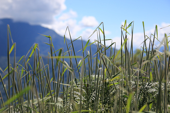 Grass in the Yungas