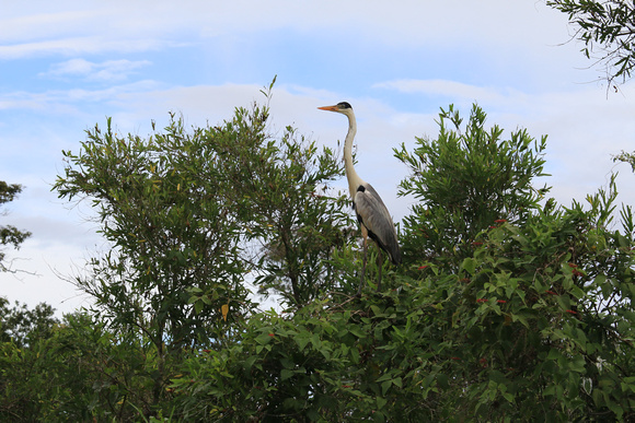 Heron