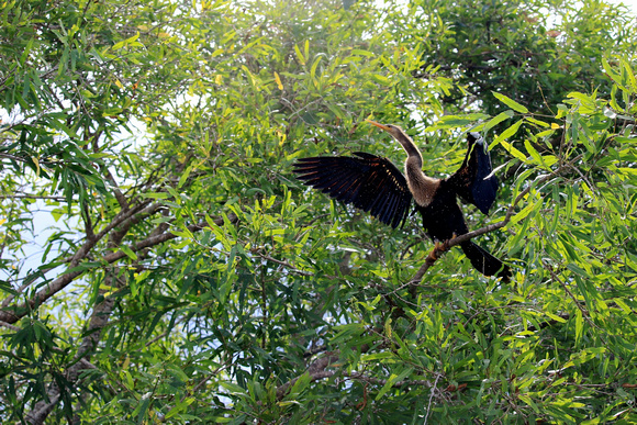 Cormorant, Drying Wings